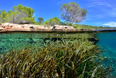 Posidònia: El secret del blau de Mallorca - Hotel Cala D'or